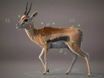 Gazelle Xgen Rigged 3D model