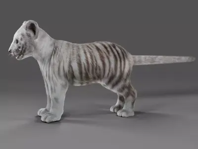 Fur White Tiger Cub No Rigged Low-poly 3D model