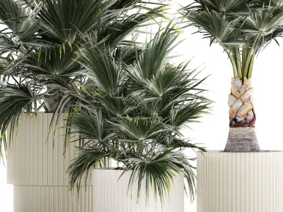 Beautiful fan palms in flower vases for decoration 1271 3D model
