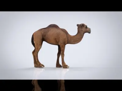 CAMEL Low-poly 3D model