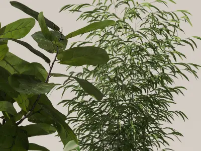 Plants collection 141 3D model