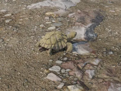 Photoscanned Turtle 3D model