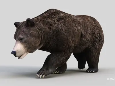 Brown Bear PRO 3D model
