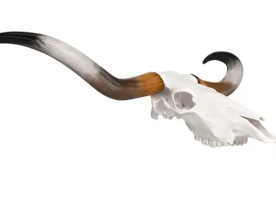 Texas Longhorn Skull and Horns 3D model