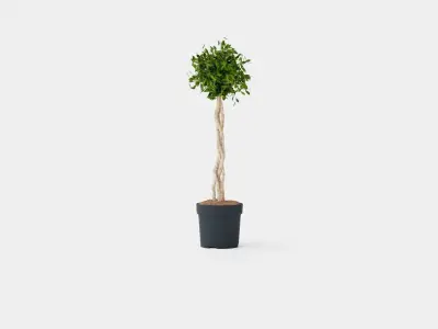 Ficus Nitida braided stem Low-poly 3D model