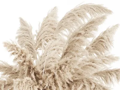 bouquet of dried flowers cortaderia pampas reed 514 3D model