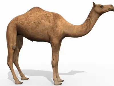 Pro Camel 8K - 3d animated model 3D model