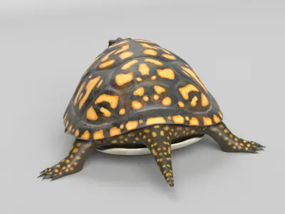 Box Turtle Animated Low-poly 3D model