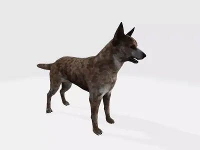 Dingo australian cattle dog 3D model