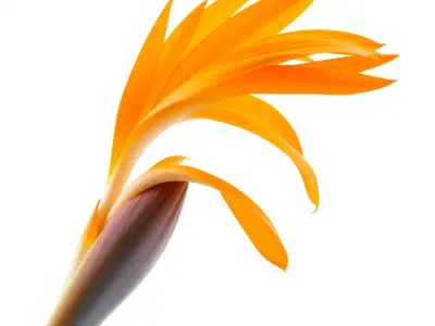 Alpine Strelitzia Elegant Flower Model Pack Low-poly 3D model