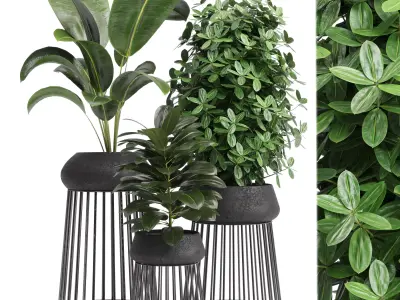 Indoor plant 17 Low-poly 3D model