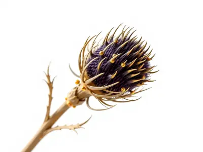 Luxurious Thistle Gold Accent Model Pack Low-poly 3D model