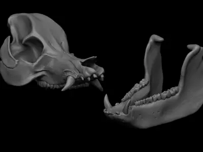 Pig Skull 3D model