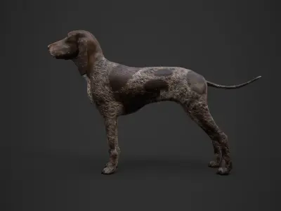 Dog low poly german shorthaired pointer Low-poly 3D model