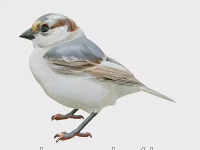 Snow Sparrow Arctic Camouflage Bird Model Low-poly 3D model