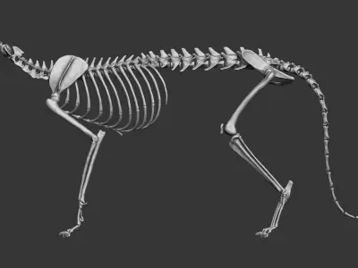 Domestic Cat Skeleton 3D model