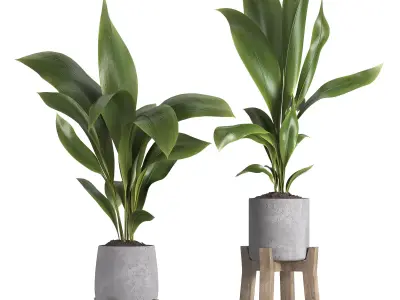 indoor plant 044 3D model