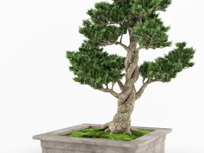 Bonsai tree 04 3D model
