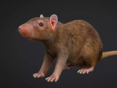 Rat Rigged Low-poly 3D model