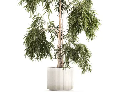 Beautiful weeping willow tree Olive in flowerpot 1346 3D model