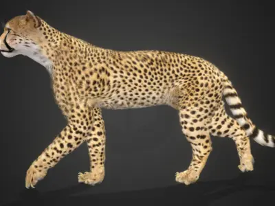 Cheetah Realistic Animated 3D model