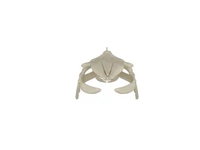 Humpback Skeleton 3D model