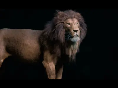 Lion Photorealistic Rigged 3d Blender 4K model  3D model
