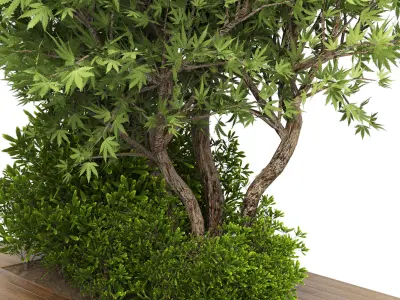 Collection Outdoor plant in garden wood pot 01 3D model