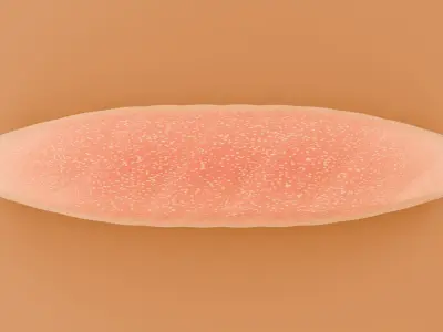 Baguette Free 3D model