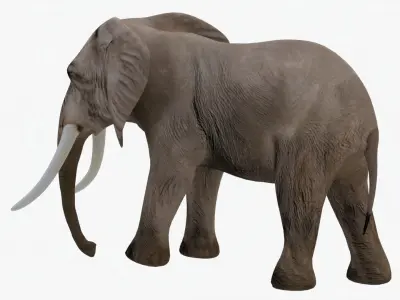 Elephant Rigged Low-poly 3D model get