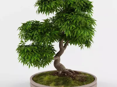 Bonsai Japanese Maple tree  3D model