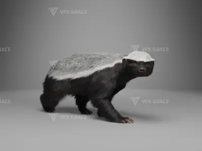 Mellivora Animation - Blender 3D model