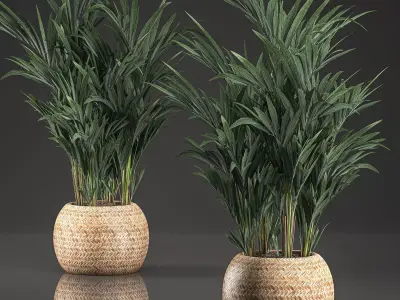 Decorative palm in a in a basket 569 3D model