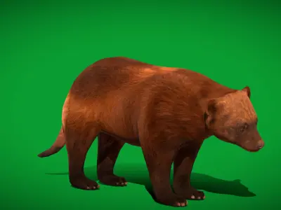 Wolverine Carcajou Low-poly 3D model