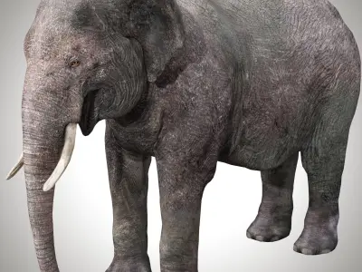 Asian Elephant Rig 3D model