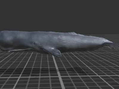 Cachalot whale Low-poly 3D model