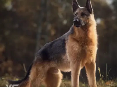 German Shepherd Rigged 3D model