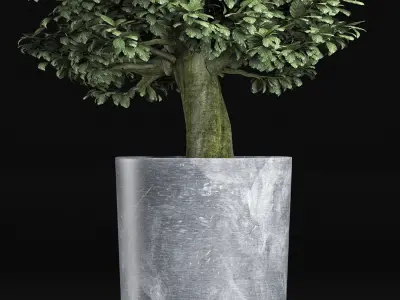 Plants Collection 146 Sageretia Theezans 3D model