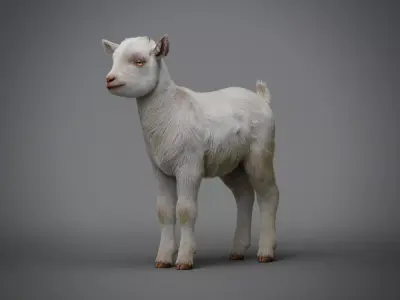 Realistic Baby Goat With Fur Faceial rig  3D model