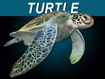 Turtle 3D model