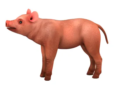pig rig  high-poly  textured 3D model