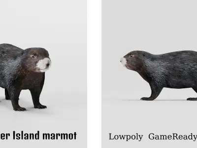 Vancouver Island Marmot Rodent Low-poly 3D model