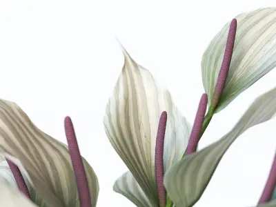 White elegent flowers in a glass vase 3D model