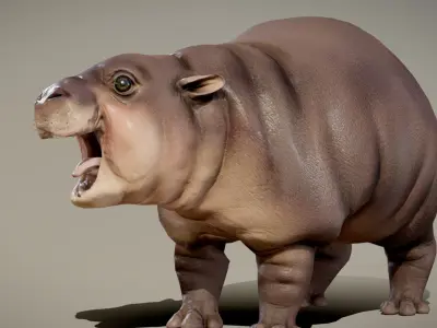 Baby Pygmy Hippopotamus 3D model