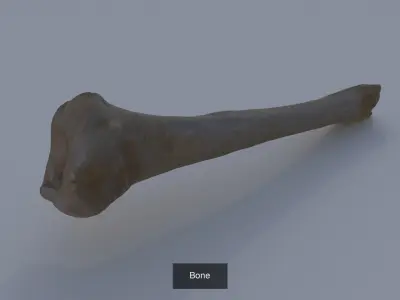 Halloween items 3D Model Collection