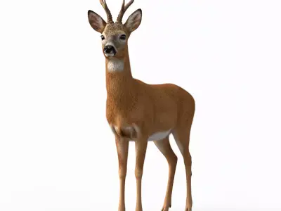 Graceful Stag Low-poly 3D model