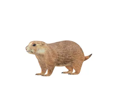 Prairie Dog Low-poly 3D model