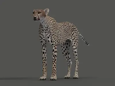 Cheetah Model 3D model
