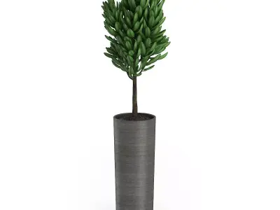 Plant in Dark Ceramic Pot 3D model