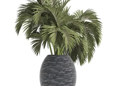 Plants Collection 188 Palm 3D model